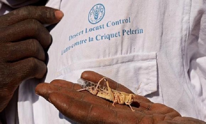 FAO: nouvelle technologie satellitaire pour anticiper les invasions acridiennes