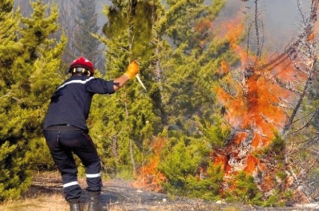 Chlef: Premier feu de forêt de l’année, 2 ha partis en fumée