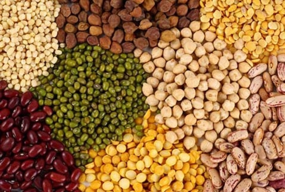 Algérie:Une production de 1,5 million de quintaux de céréales et légumes secs attendue dans la wilaya de Chlef