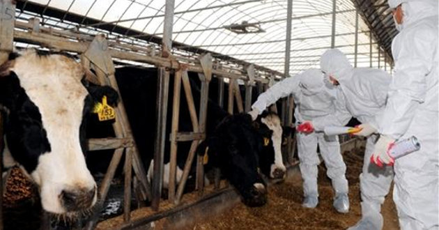 Des cas de fièvre aphteuse et de peste des petits ruminants détectés: Regroupement des éleveurs ovins de la wilaya pour parer à toute éventualité