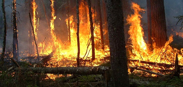 Sidi Bel Abbès: installation de la colonne mobile contre les feux de forêts.