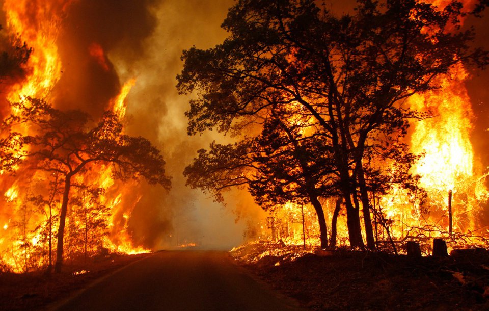 Feux de forêts et hausse des températures: L&rsquo;oliveraie locale fortement touchée