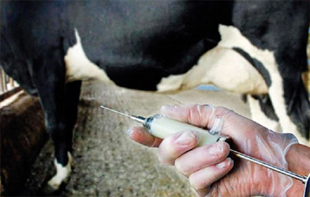 Chlef: La vaccination contre la fièvre aphteuse achevée