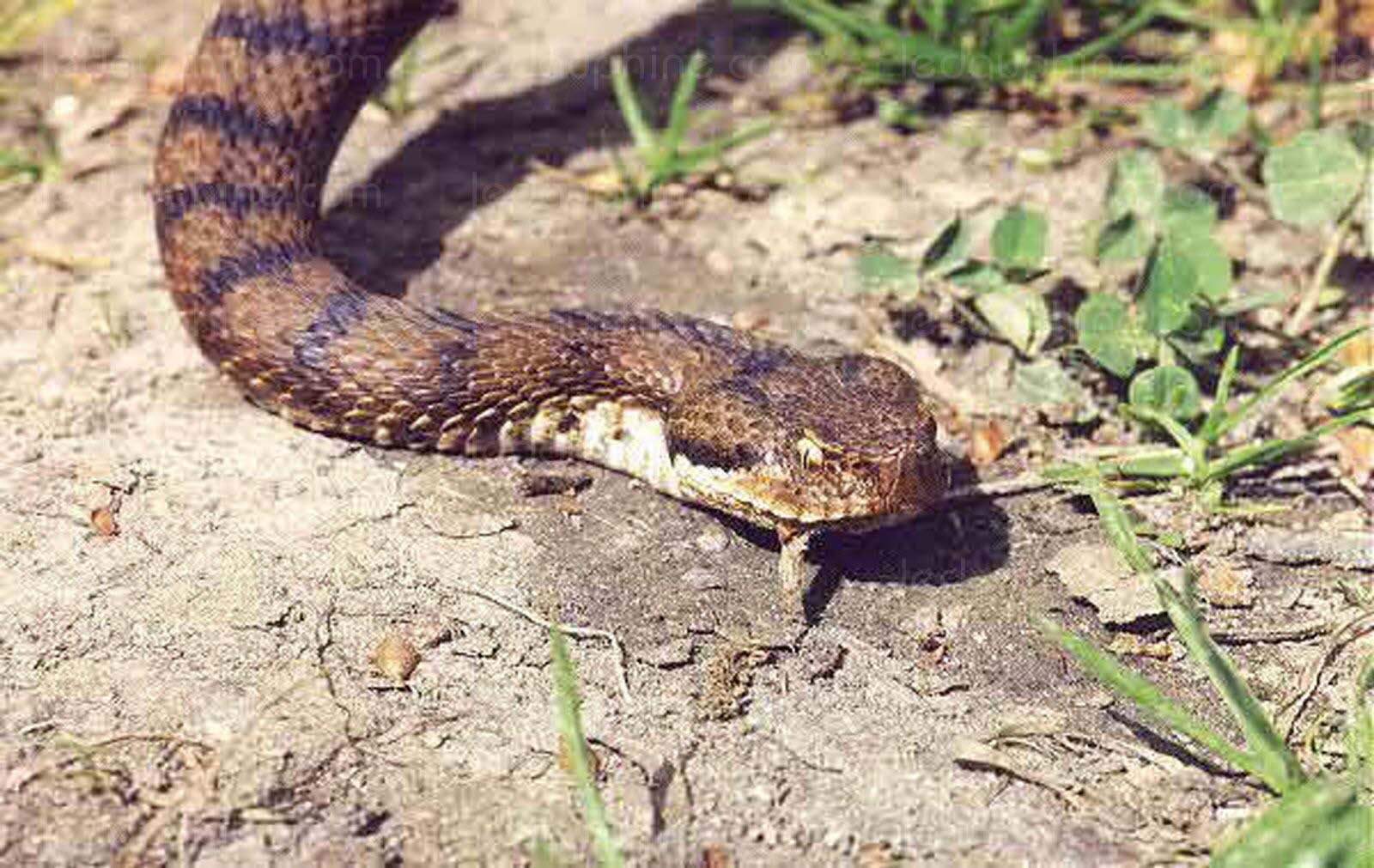 Sfissifa: Une jeune femme mordue par une vipère