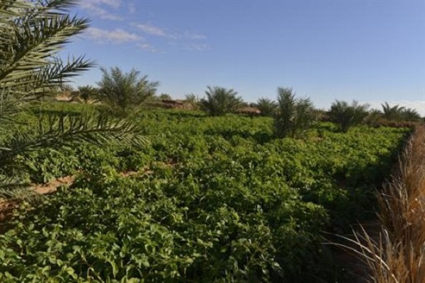 El-Bayadh: De la menthe en attendant la briqueterie