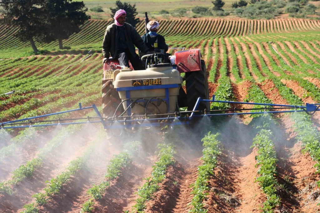 Mostaganem : La campagne moissons-battages tire à sa fin