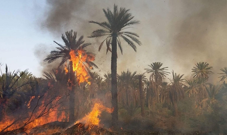 Ouargla: 1.976 palmiers détruits par les incendies en cinq mois à travers la wilaya