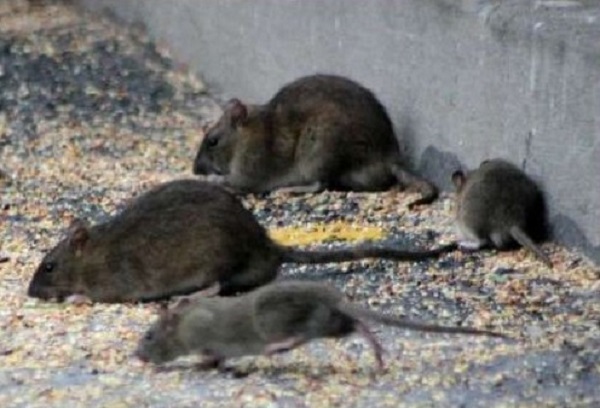 Relizane: Prolifération inquiétante de moustiques et de rats