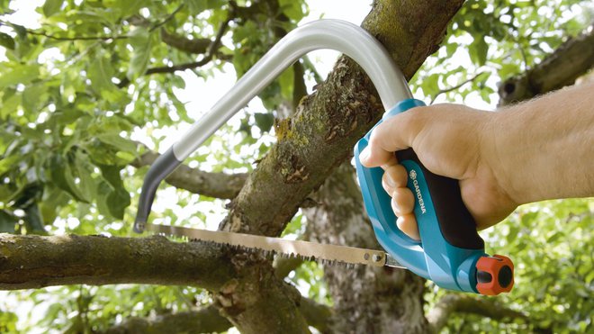 Sidi-Bel-Abbès: Écroué pour avoir scié des troncs d’arbres de la forêt