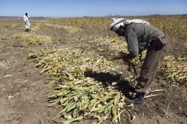 Constantine- Agriculture: L&rsquo;espoir malgré le stress hydrique
