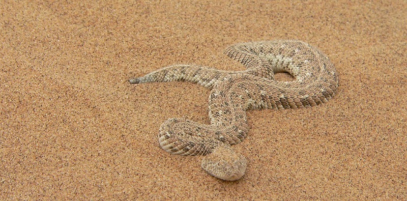 Béchar: Débarquement d’une vipère anaconda chez SPAS