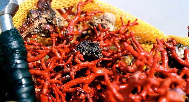 Le lotissement Baie des Corailleurs oublié ?