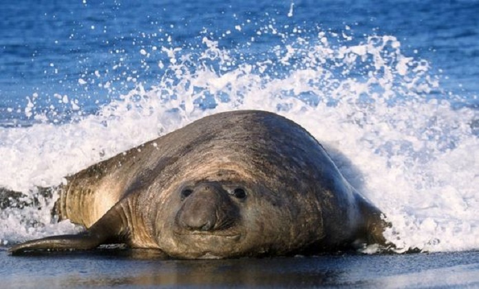 Les éléphants de mer sensibles au rythme et au ton des cris de leurs congénères