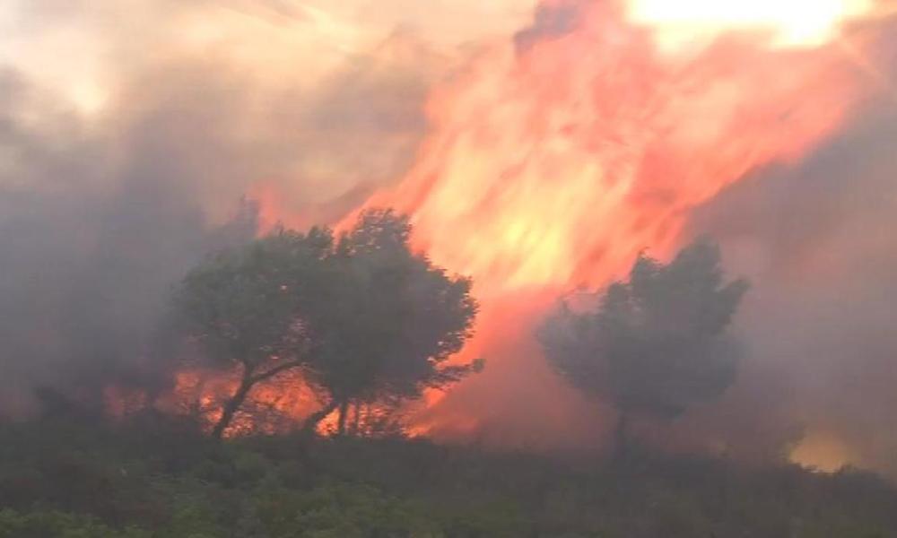 Plus de 1500 hectares ravagés par les feux de forêts en une semaine (DGF)
