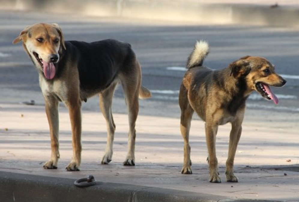 USTO: Prolifération des chiens errants à l&rsquo;université
