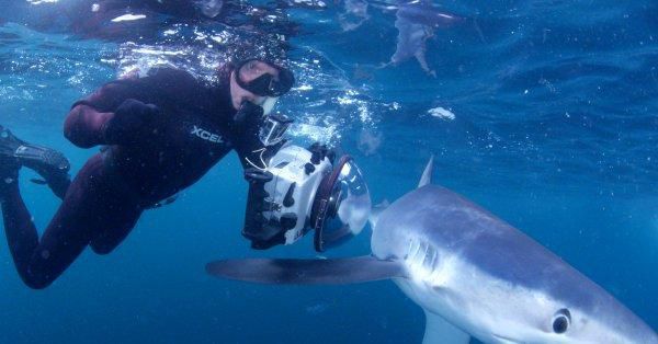 Le nageur américain Michael Phelps a perdu son duel contre un requin