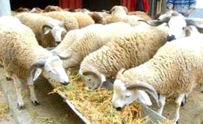 Avec un cheptel estimé à 18 millions de têtes:  Le mouton de l’Aïd à 20.000 Da