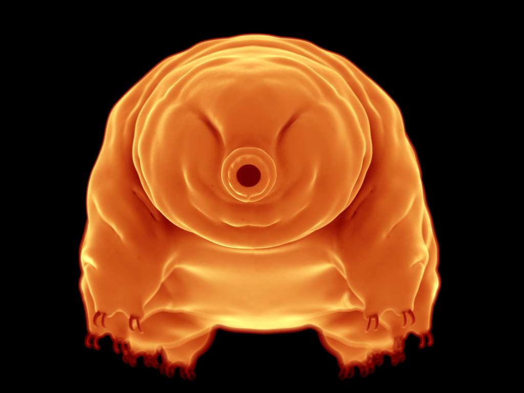 Les tardigrades seront les derniers survivants sur Terre