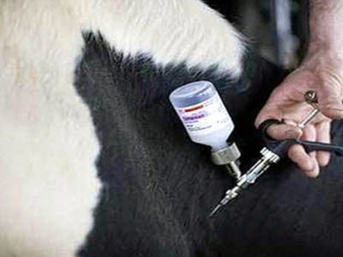 14 000 doses de vaccin pour lutter contre la fièvre aphteuse