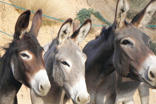 Skikda: Fin du suspense sur de prétendus crânes de baudets