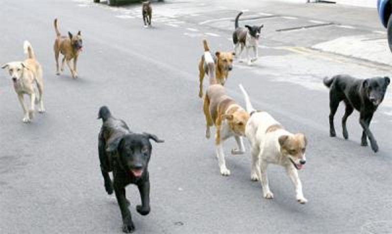 Tiaret: Le danger des chiens errants