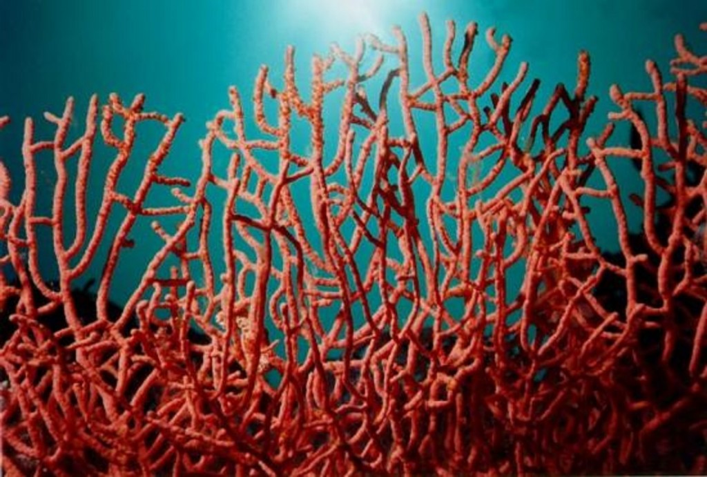Corail: les conditions de transactions définies par un arrêté interministériel (JO)