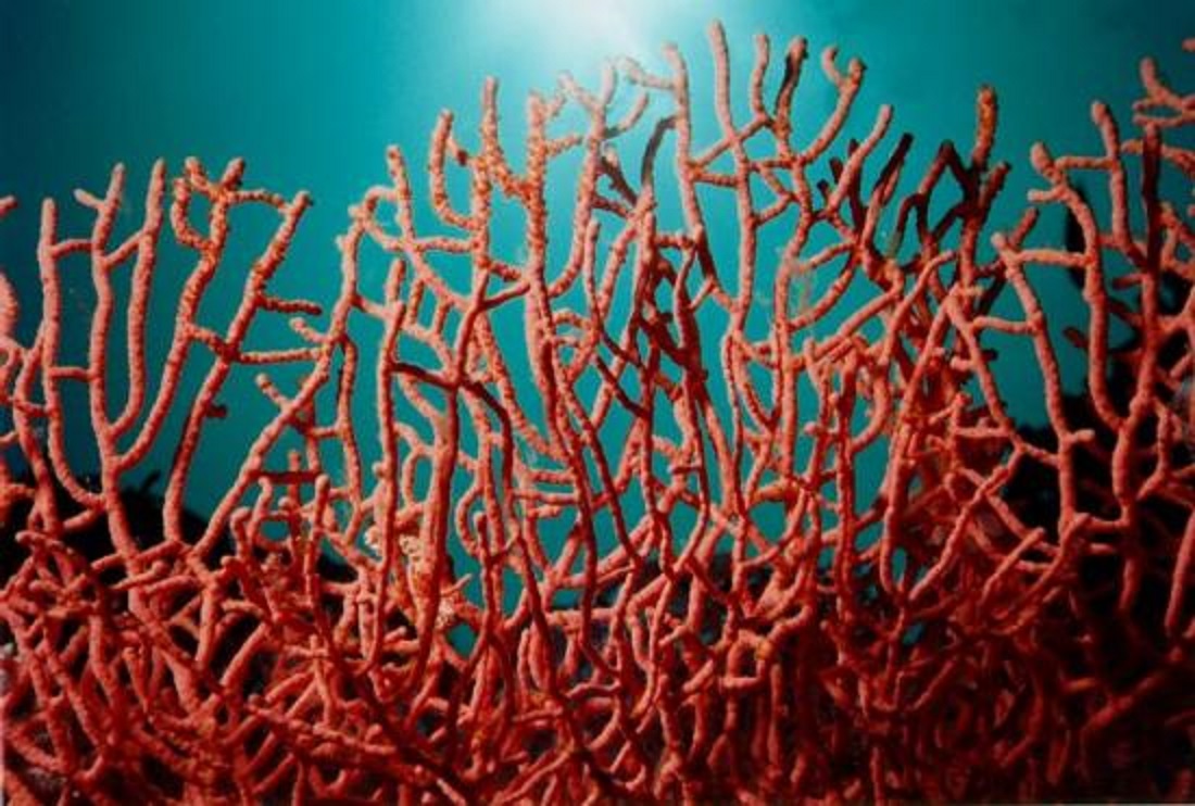 Corail: les conditions de transactions définies par un arrêté interministériel (JO)