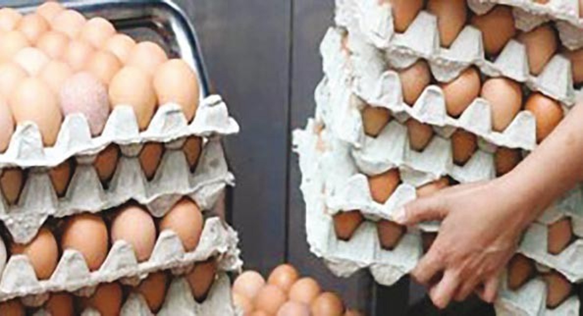 Boumerdès: 52 000 œufs avariés saisis à Boudouaou