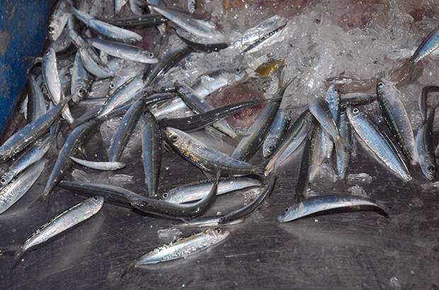 Mostaganem: Plus de 22 000 tonnes de sardines pêchées
