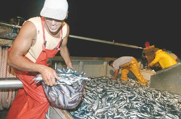 Production nationale de sardine: Un déficit annuel de 100 000 tonnes