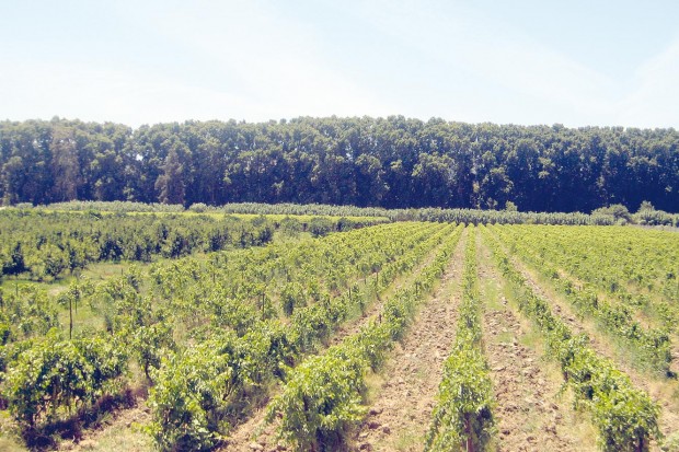 Transformation viti-vinicole à Aïn Témouchent: Une production de 230 000 quintaux de raisin attendue