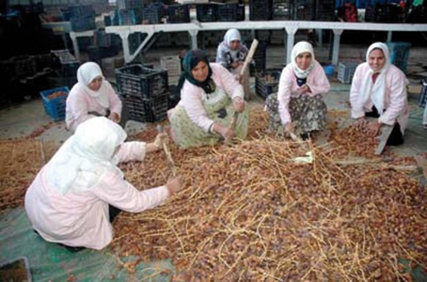 Fête adouar n-tazdayt (la visite du palmier dattier) de Touggourt: Une tradition remise au goût du jour