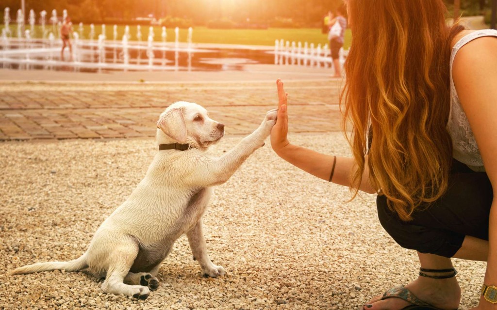 Domestication du chien : s’il est notre ami, c’est grâce à la génétique