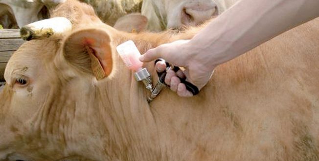 Fièvre aphteuse: 22 mille vaches vaccinées