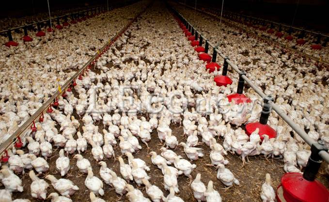 Complexe avicole du groupe Bali d’El Hachimia (Bouira): Des villageois se plaignent des mauvaises odeurs des fientes