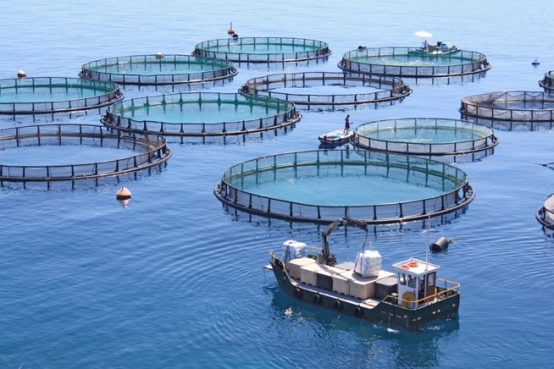 Algérie: 50.000 étudiants formés depuis la création de la filière de la pêche et l’aquaculture jusqu’en 2017