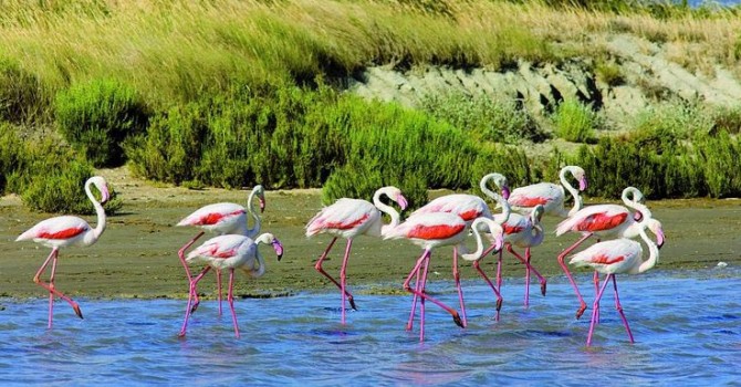 Oran : la Conservation des forêts dépose plainte contre des pilleurs d’oeufs de flamants roses