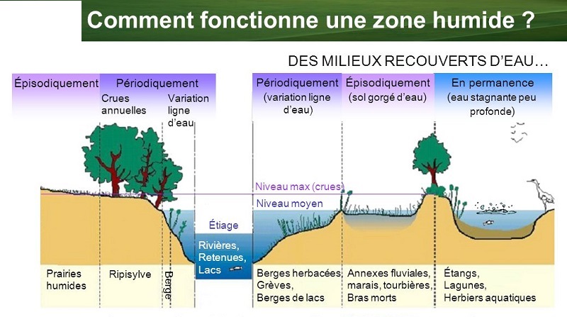 El Tarf : finalisation de l&rsquo;étude d’aménagement pour la protection des zones humides contre les inondations