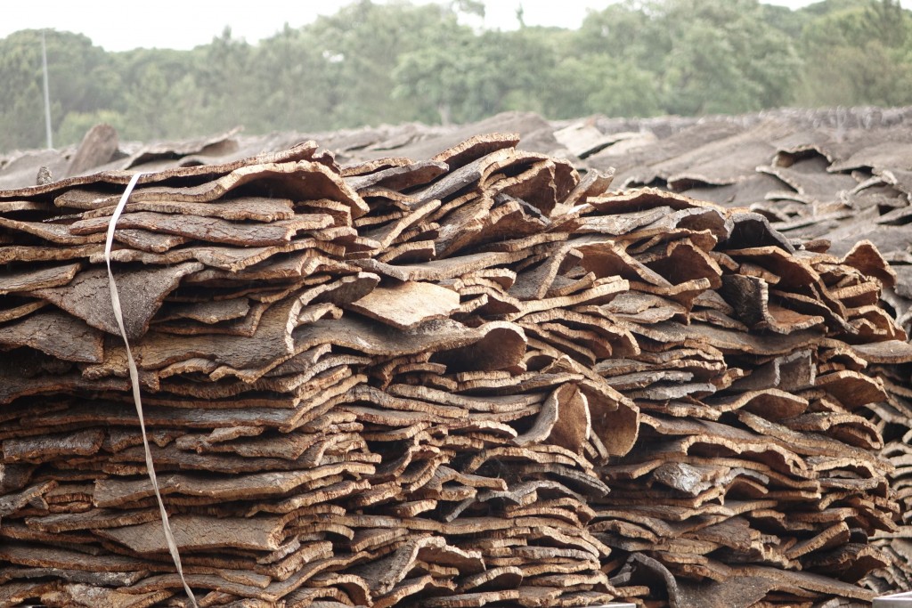 Hausse de plus de 100% de la production : récolte « record » de liège à Tizi-Ouzou