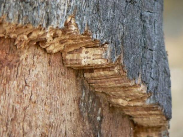 L’autre trésor caché à Oran