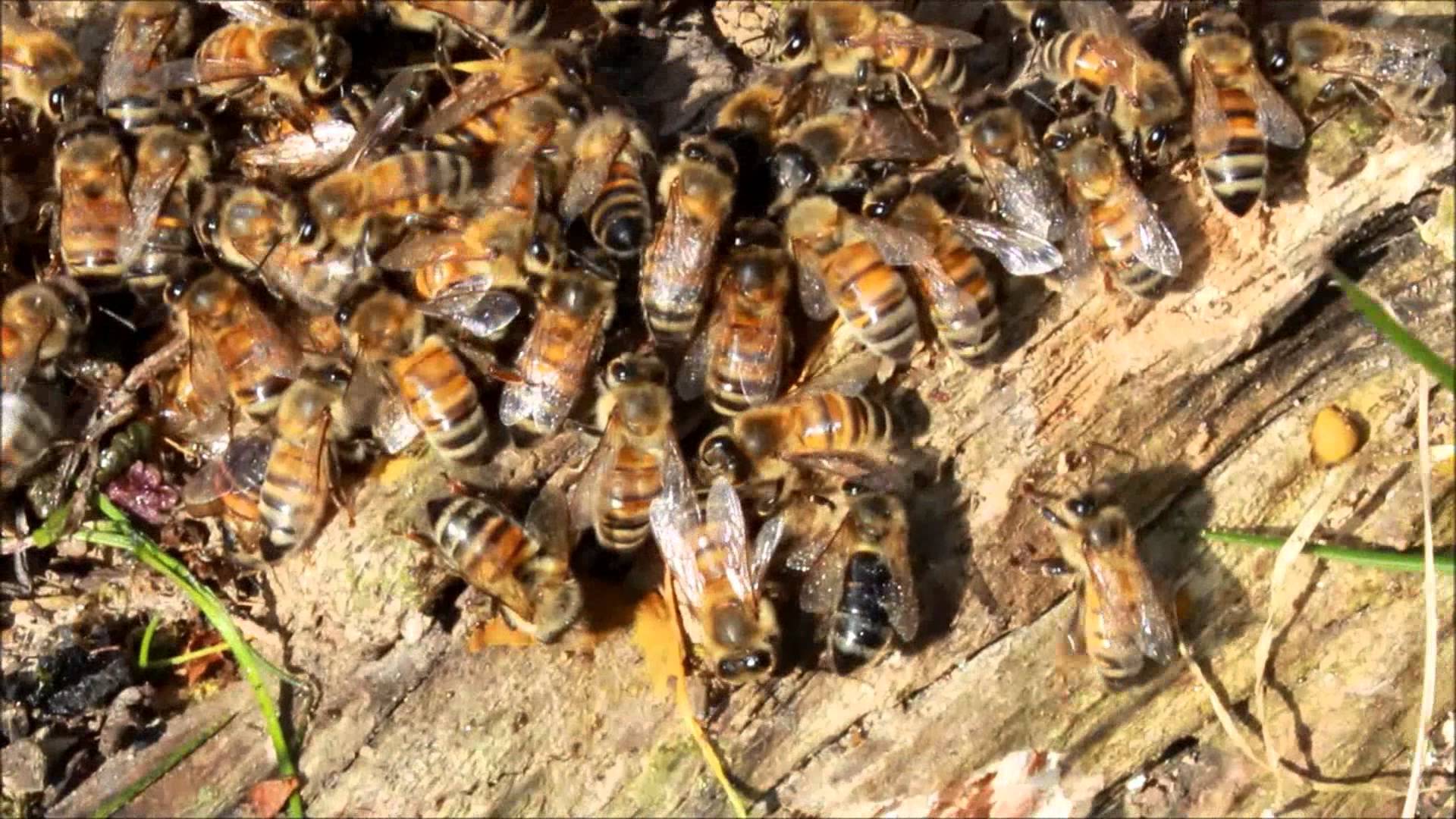 Aïn-Sefra: Colloque national sur la préservation de l’abeille saharienne