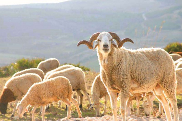 Tiaret : Les prix des moutons en chute libre