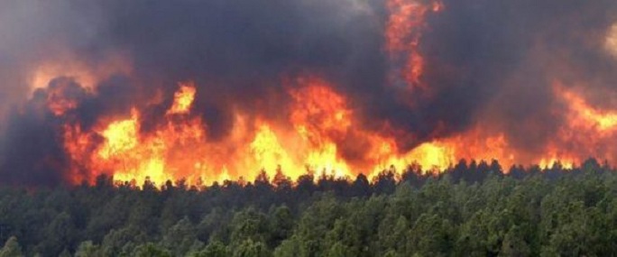 Les forces de l’ANP interviennent pour maîtriser les feux de forets