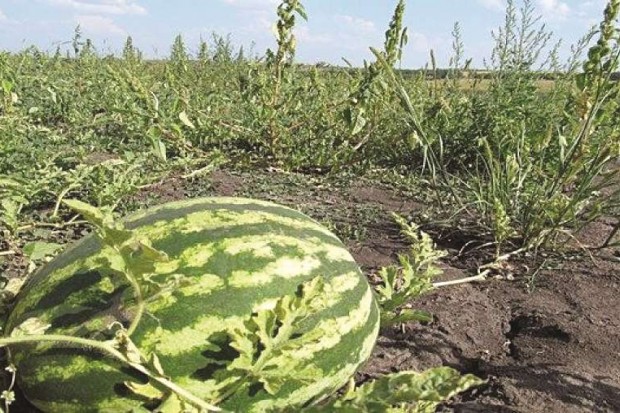 Ils arrosaient un champ de pastèques avec des eaux usées : Deux agriculteurs interpellés par la gendarmerie à Tizi Ouzou