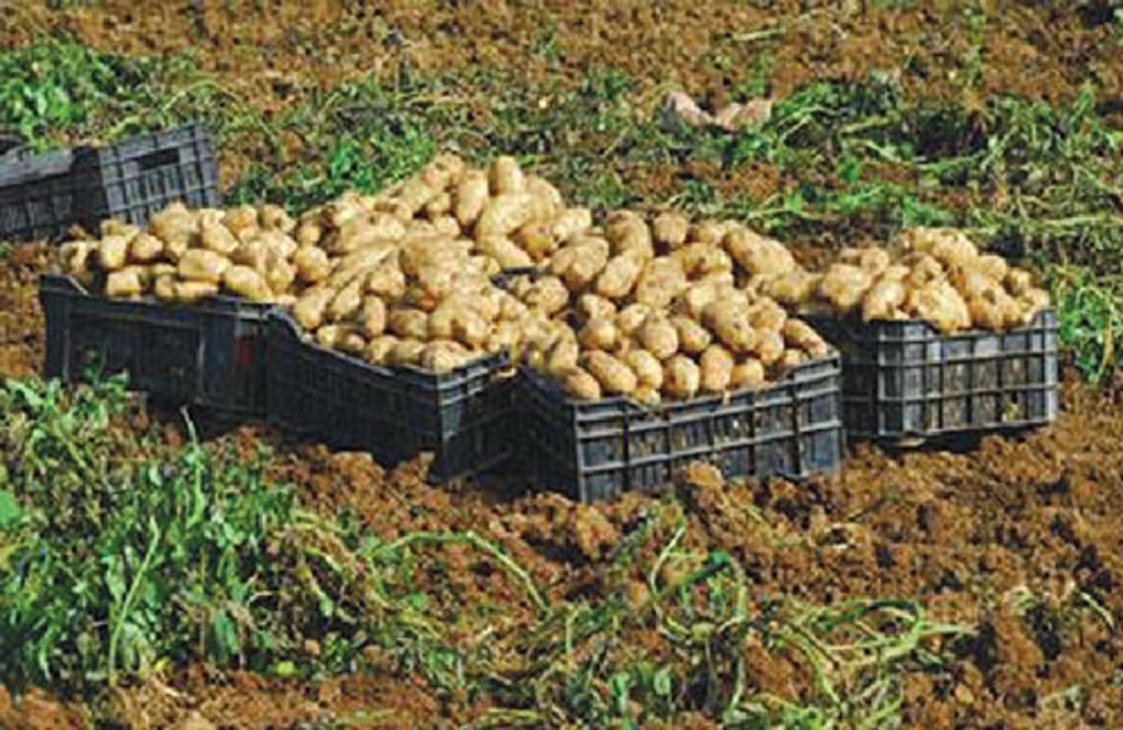 Pomme de terre : une production annuelle de près de 50 millions de quintaux
