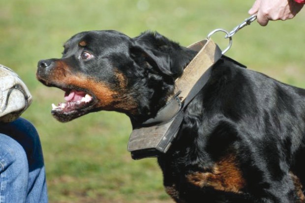Oran: Il ordonne à son chien rottweiler d’attaquer des policiers