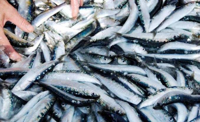 Sardine : Quand les pêcheurs violent la loi…
