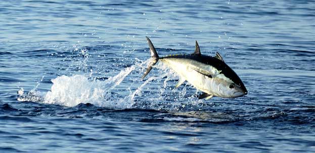 Ressources halieutiques : Thon rouge, carton plein pour les armateurs algériens