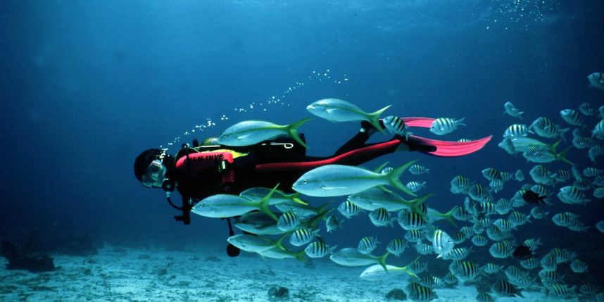 Plongée sous-marine : un sport en vogue de découverte d’un monde méconnu