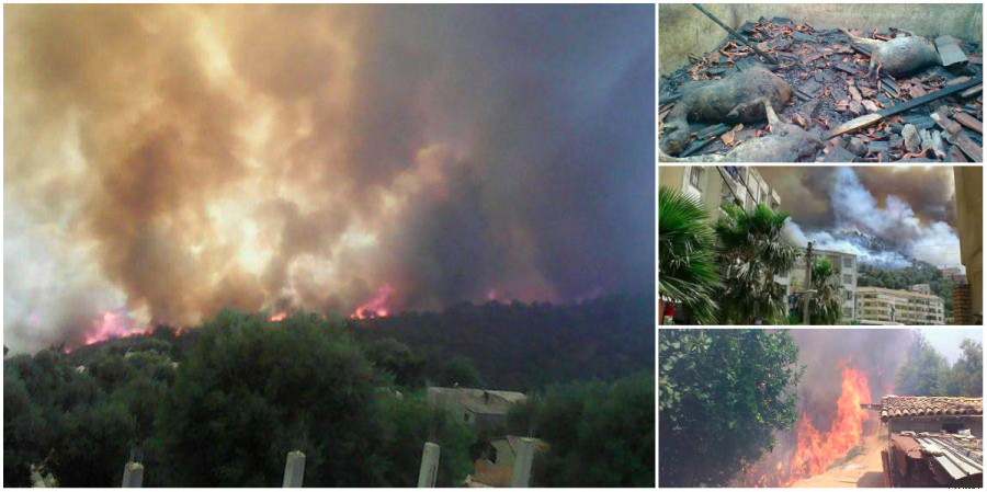 Incendies à Tizi-Ouzou: Un mort, plus de six personnes brûlées et des centaines d’hectares de couvert végétal détruits